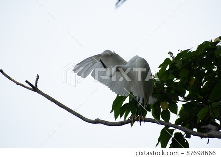 A pure white little egret relaxing on a tree A pure white little egret relaxing on a tree 87698666