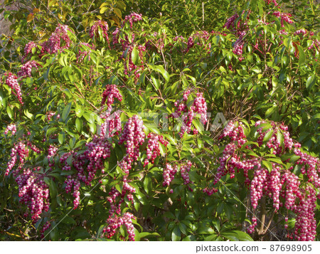 日本仙女座/馬醉樹(man'yo botanical) 日本仙女座/馬醉樹(man'yo botanical) 87698905