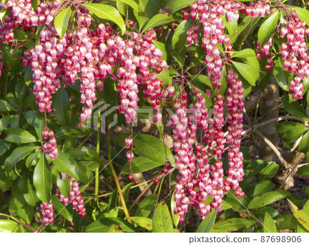 日本仙女座/馬醉樹(man'yo botanical) 日本仙女座/馬醉樹(man'yo botanical) 87698906