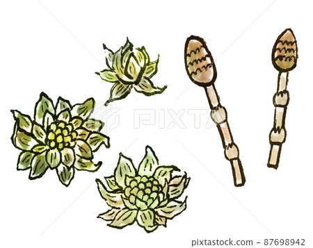 Japanese butterbur, horsetail 87698942