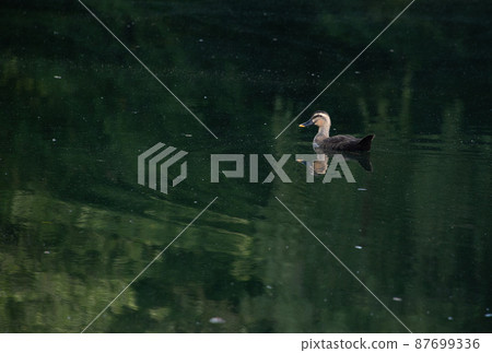 Spot-billed ducks swimming leisurely in the pond 87699336
