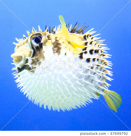 Hitsuji Raharisenbon 87699792