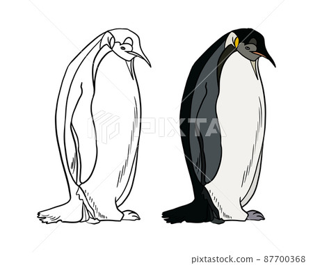 Illustration for a coloring book in color and black and white. Drawing of a penguin on a white 87700368