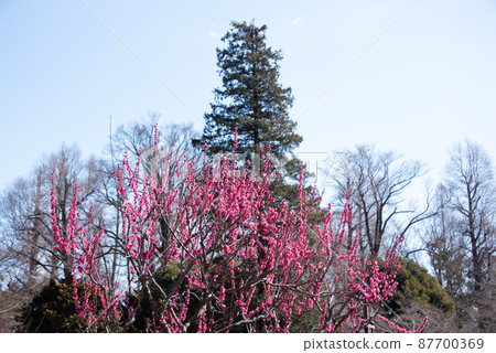 Red plum flowers illuminated by the sun 87700369