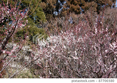 梅花通知春天 87700380