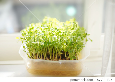 Pea Sprouts by the Window Old Lens 87700497
