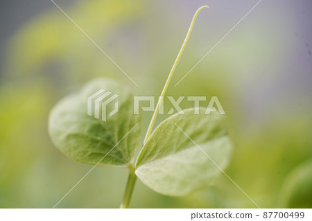 Pea Sprouts by the Window Old Lens Pea Sprouts by the Window Old Lens 87700499