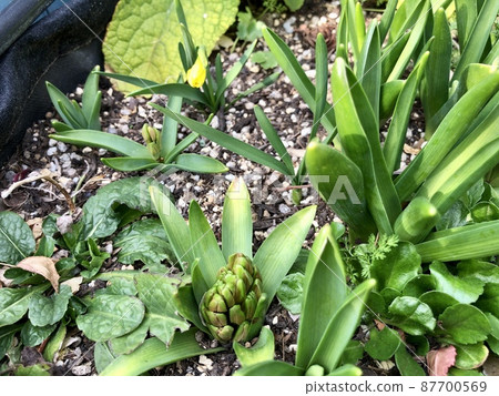 Hyacinth bud 87700569