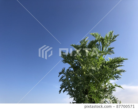 Coke plant Coke plant 87700571