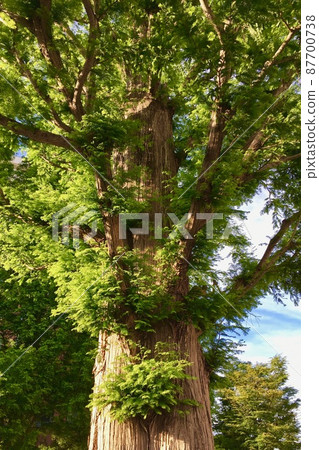 Cedar big tree Cedar big tree 87700738