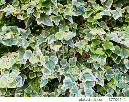 ivy wall ivy wall 87700741