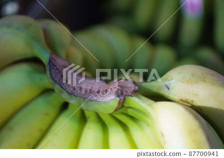 Banana bunch old lens 87700941