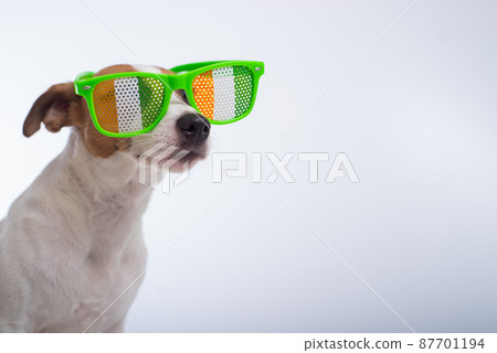 Portrait of a dog jack russell terrier in funny glasses on a white background. Saint patricks day holiday concept 87701194