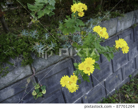 生長在庭院裡的普通菊花 87701204