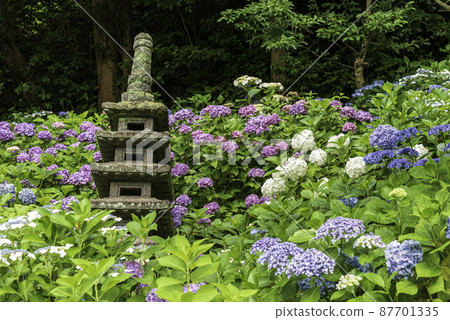 Kamakura/Hase-dera Hydrangea walking path five-storied pagoda and hydrangea Kamakura/Hase-dera Hydrangea walking path five-storied pagoda and hydrangea 87701335