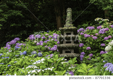 Kamakura/Hase-dera Hydrangea walking path five-storied pagoda and hydrangea Kamakura/Hase-dera Hydrangea walking path five-storied pagoda and hydrangea 87701336