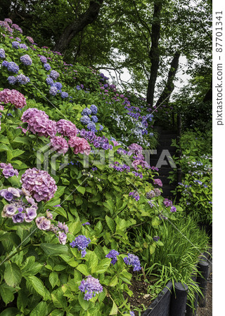 Hydrangea on the hydrangea walking path in Hase-dera, Kamakura Hydrangea on the hydrangea walking path in Hase-dera, Kamakura 87701341