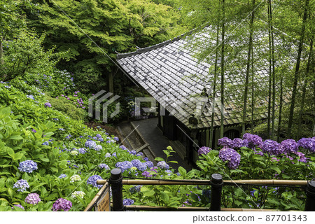 Kazekura and hydrangea overlooking the hydrangea walkway in Hase-dera, Kamakura Kazekura and hydrangea overlooking the hydrangea walkway in Hase-dera, Kamakura 87701343
