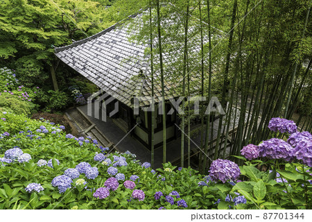 Kazekura and hydrangea overlooking the hydrangea walkway in Hase-dera, Kamakura Kazekura and hydrangea overlooking the hydrangea walkway in Hase-dera, Kamakura 87701344