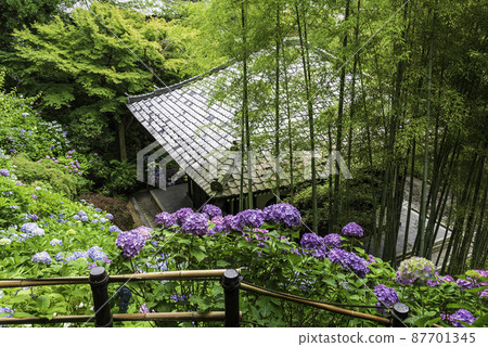 Kazekura and hydrangea overlooking the hydrangea walkway in Hase-dera, Kamakura Kazekura and hydrangea overlooking the hydrangea walkway in Hase-dera, Kamakura 87701345