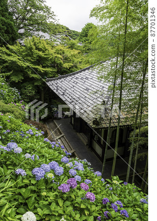 Kazekura and hydrangea overlooking the hydrangea walkway in Hase-dera, Kamakura Kazekura and hydrangea overlooking the hydrangea walkway in Hase-dera, Kamakura 87701346