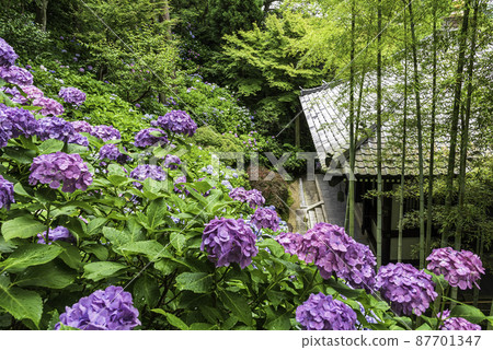 Kazekura and hydrangea overlooking the hydrangea walkway in Hase-dera, Kamakura Kazekura and hydrangea overlooking the hydrangea walkway in Hase-dera, Kamakura 87701347