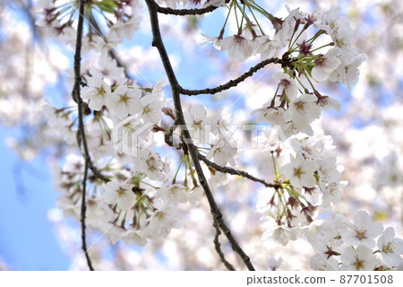 櫻花 87701508