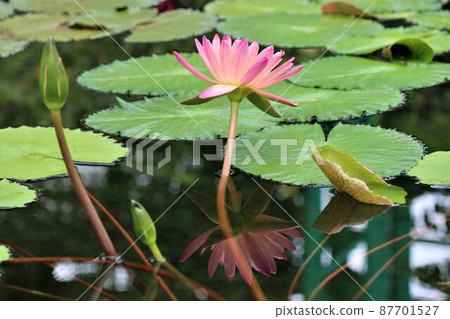 等待開花，讓睡蓮花蕾競爭 87701527