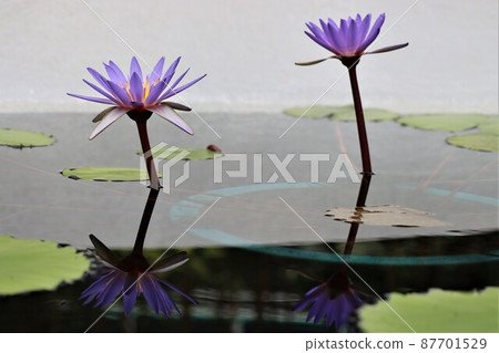 莖從根莖長到水面，花朵綻放。 87701529