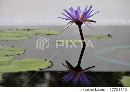 中心看起來像燈像通道燈 87701530
