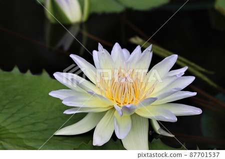 雌蕊隱藏在花的中心，由雄蕊保護。 87701537