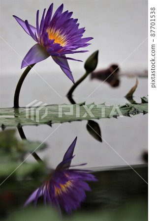 A fantastic scene where underwater flowers bloom A fantastic scene where underwater flowers bloom 87701538