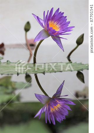 一朵神秘的睡蓮花垂直對稱地畫在水面上 87701541