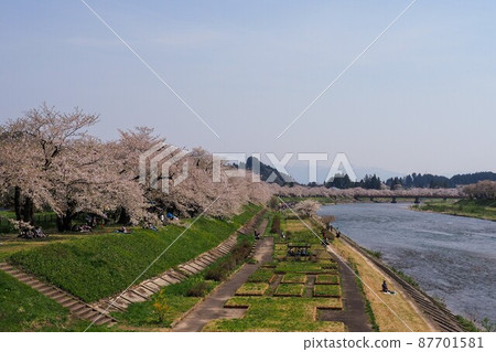 Hinokinai River and cherry blossom trees in spring 87701581