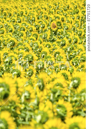 Sunflower Field Sunflower Field 87701720