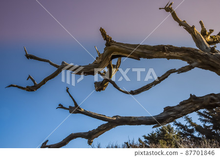 Callantsoog, the Netherlands, february 2022. Dead tree against blue sky. Callantsoog, the Netherlands, february 2022. Dead tree against blue sky. 87701846