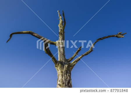 Callantsoog, the Netherlands, february 2022. Dead tree against blue sky. Callantsoog, the Netherlands, february 2022. Dead tree against blue sky. 87701848