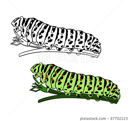 Illustration for a coloring book in color and black and white. Drawing of a caterpillar on a white 87702223