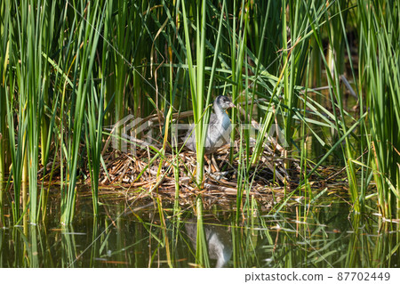 Eurasian Coot Juvenile Bird In Nest 87702449