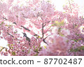 櫻花和鵯 87702487
