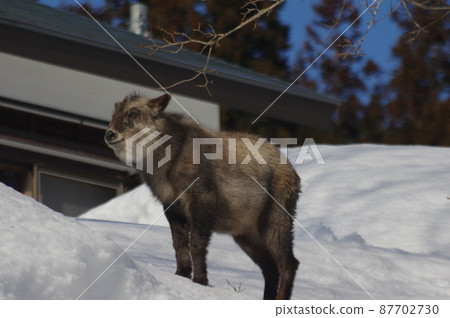 Antelope walk 87702730