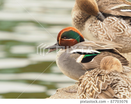 雄性藍綠色（柴田市伊治野公園增形） 87703076