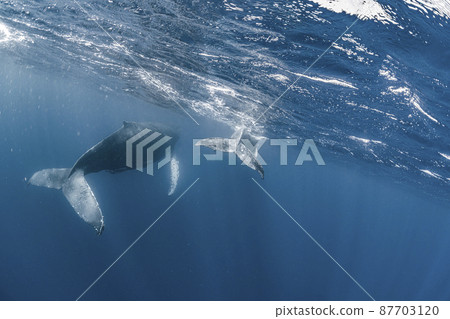 Parent and child of humpback whale Parent and child of humpback whale 87703120
