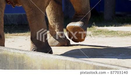 The sole of the elephant's foot 87703140