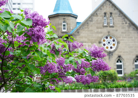 Sapporo city tree lilac 87703535