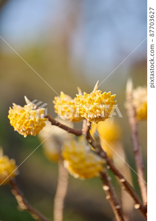 曙 山 花 春季 Mitsumata 曙 山 花 春季 Mitsumata 87703627