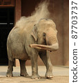 Elephants bathed in sand 87703737