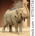 Elephants bathed in sand 87703738