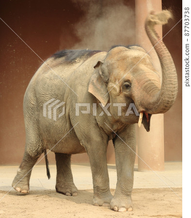 Elephants bathed in sand 87703738