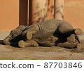 An elephant lying down and taking a rest 87703846